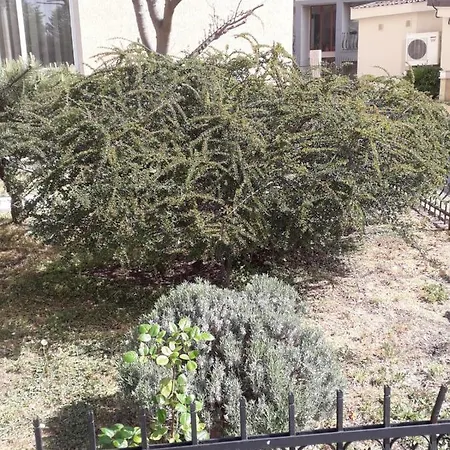 Hotel Holiday Eforie Nord